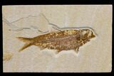 Fossil Fish (Knightia) - Wyoming #150654-1